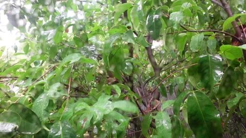 Raindrops are falling on the green leaves of java apple tree. Stock Footage 156048007