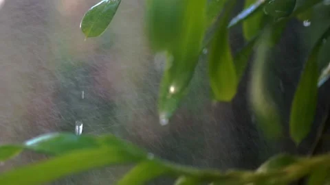Raindrops are falling on green leaves. 動画素材 223336548