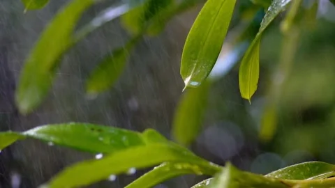 Raindrops are falling on green leaves. 動画素材 223336592