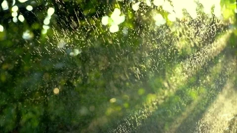 Raindrops are falling on green leaves. 스톡 동영상 223336640
