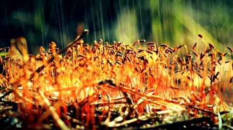 The raindrops are falling on the moss Stock Footage 34380870