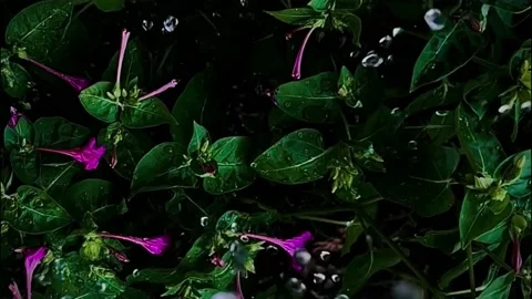 Raindrops are falling on plants lilac flowers green leaves Stock Footage 219376548