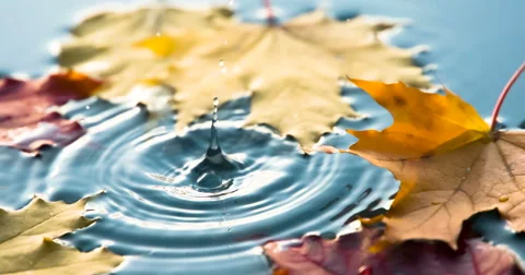 Raindrops are Falling in a Puddle Autumn 4K Stock Footage 68857920