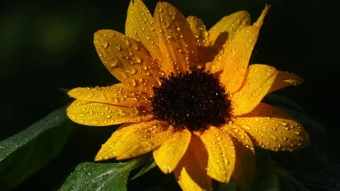 Raindrops are falling on sunflower in slow motion. Vídeos de archivo 77155852