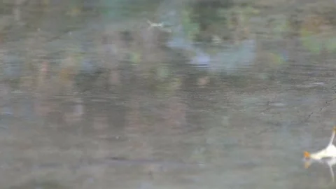 Raindrops on the asphalt Stock Footage 81373509