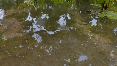 Raindrops on the asphalt. reflected in the garden puddles Stock Footage 81373587