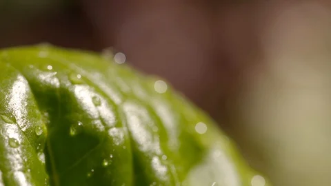 Raindrops atop a green leaf Stock Footage 93782461