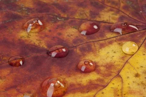 Raindrops on an autumn leaf Stock Photos