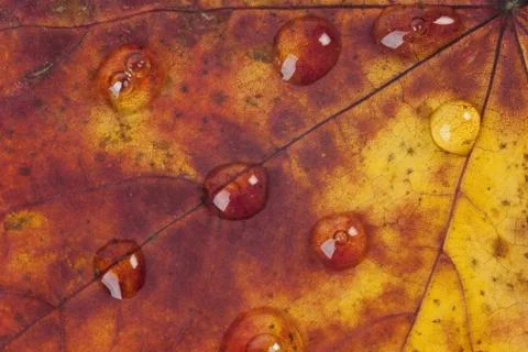 Raindrops on an autumn leaf Stock Photos