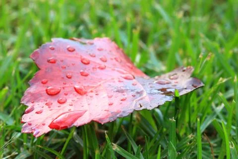 Raindrops on an Autumn Leaf Photos