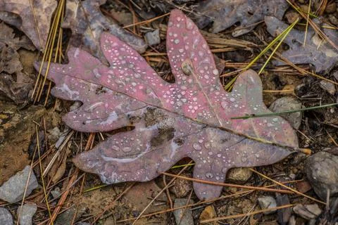 Raindrops on a autumn leaf Stock Photos