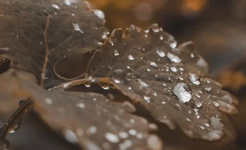 Raindrops on an autumn leaf Foto stock