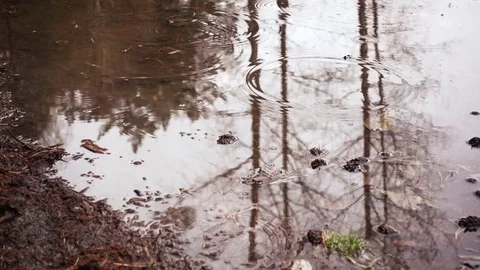 Raindrops In  Autumn Puddle Видео 72235923
