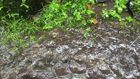 Raindrops in the backyard. Rainy season. 스톡 동영상 221606003