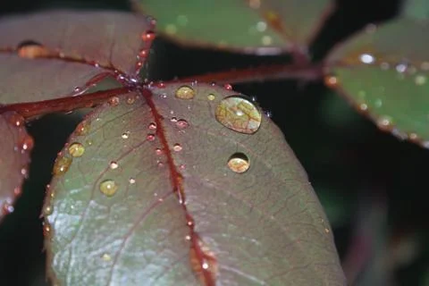 Raindrops balanced on a leaf Stock Photos