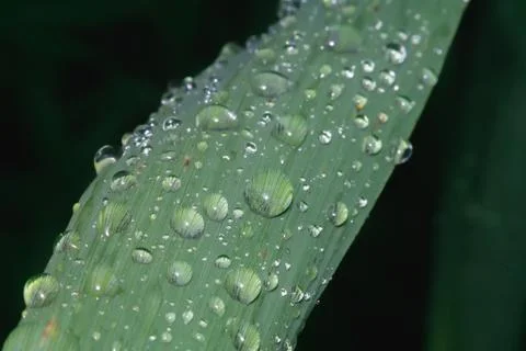 Raindrops balanced on a leaf Stock Photos