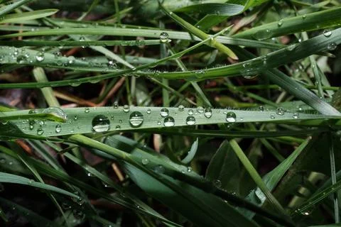 Raindrops Balancing on Blades of Grass Nature Macro Stock Photos