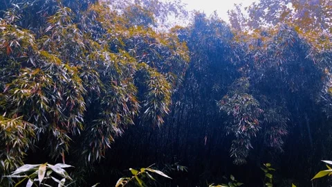 Raindrops on Bamboo Forest Stock Footage 321470418