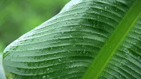 Raindrops on Banana Leaf Close Up Fresh Green Tropical Foliage Texture. Stock Footage 338030260