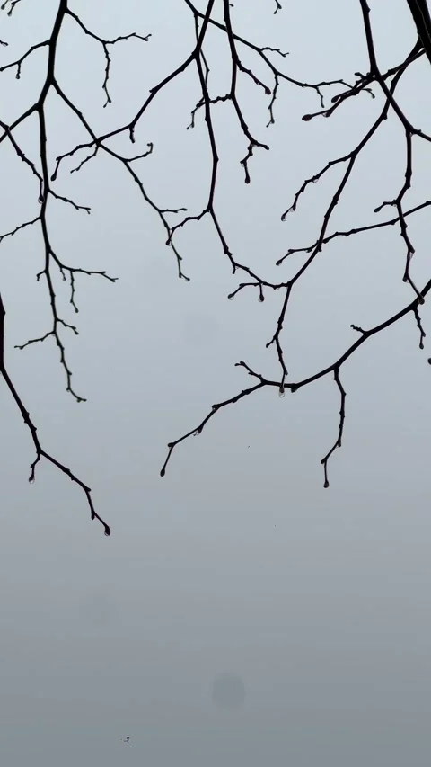 Raindrops on Bare Branches in February Stock Footage 328927917