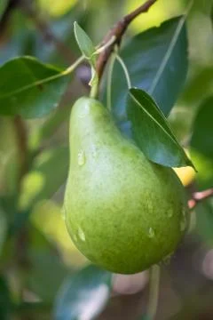 Raindrops on a Bartlett pear Foto stock