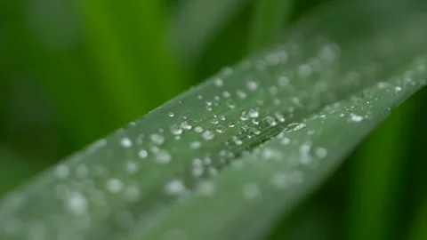 Raindrops on big green grass. drops of water on a flower leaf. Stock Footage 194342787