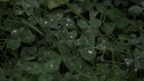 Raindrops on black clover. Cloudy cloudy weather Stock Footage 133865610