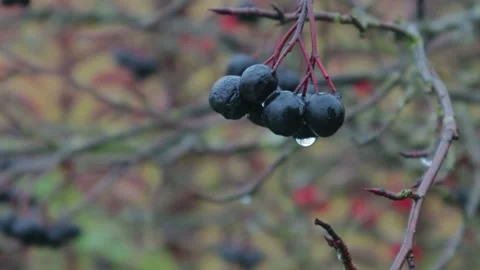 Raindrops on black rowan berries in late autumn, close-up Видео 97930281