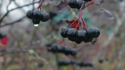 Raindrops on black rowan berries in late autumn, close-up 動画素材 98150502