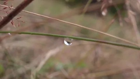 Raindrops on a blade of grass Video stock 69132184
