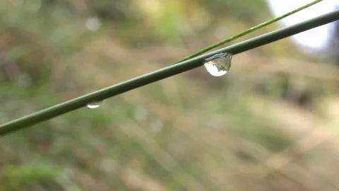 Raindrops on a blade of grass Video stock 69132924