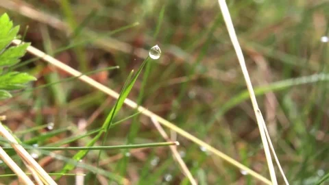 Raindrops on a blade of grass Video stock 69133434