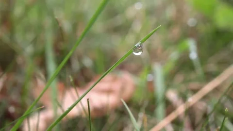 Raindrops on a blade of grass Stock Footage 69133568