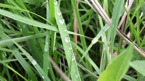 Raindrops on a blade of grass Stock Footage 69134713