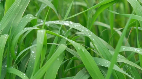 Raindrops on a blade of grass moved by the wind on a winter day Stock Footage 240405844