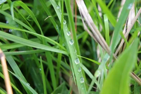 Raindrops on a blade of grass Stock Photos
