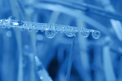 Raindrops on a blade of grass Stock Photos