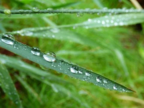 Raindrops on a blade of grass Stock Photos