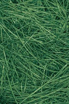 Raindrops on  on blades of grass conceptual image of crying green nature Stock Photos