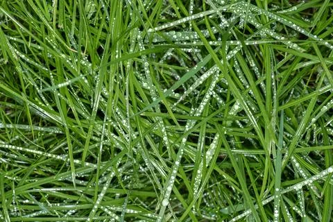 Raindrops on  on blades of grass conceptual image of crying green nature Stock Photos