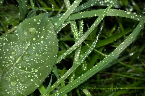 Raindrops on  on blades of grass conceptual image of crying green nature Stock Photos