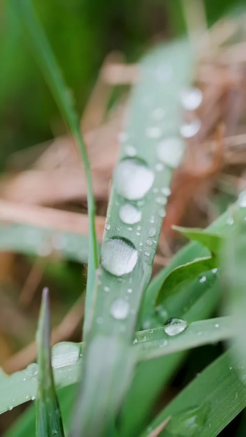 Raindrops on Blades of Grass Macro Rain Vertical Video Video stock 335899729