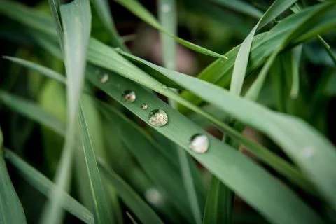 Raindrops on blades of grass. Stock Photos