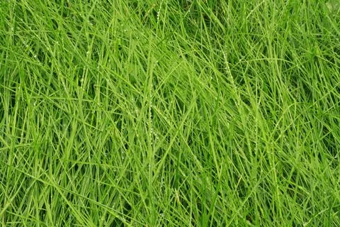 Raindrops on the blades of grass Foto stock