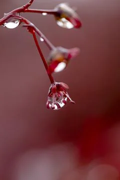 Raindrops on blood maple bud Stock Photos