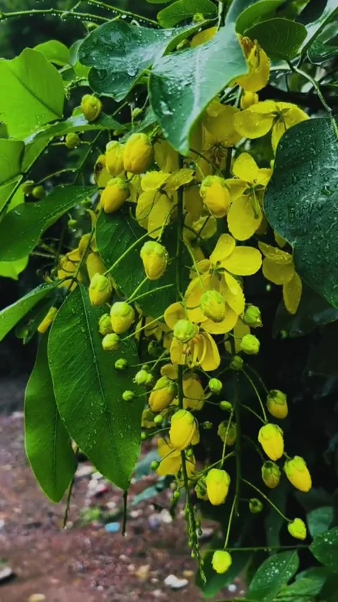 Raindrops on Blooming Golden Shower Tree Flowers Stock-Footage 343832734