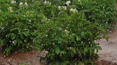 Raindrops on Blooming Potato Bush Stock Footage 319467084
