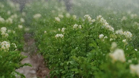 Raindrops on Blooming Potato Bush Stock Footage 319467091