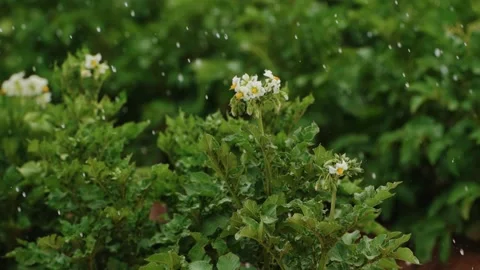 Raindrops on Blooming Potato Bush Stock Footage 319467196