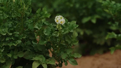 Raindrops on Blooming Potato Bush Stock Footage 319467229